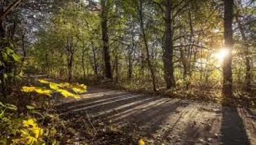 Forest in York Region, Ontario